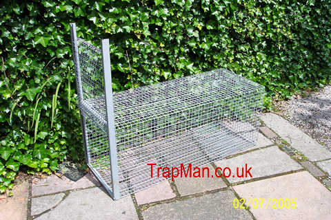 trap man fox trap